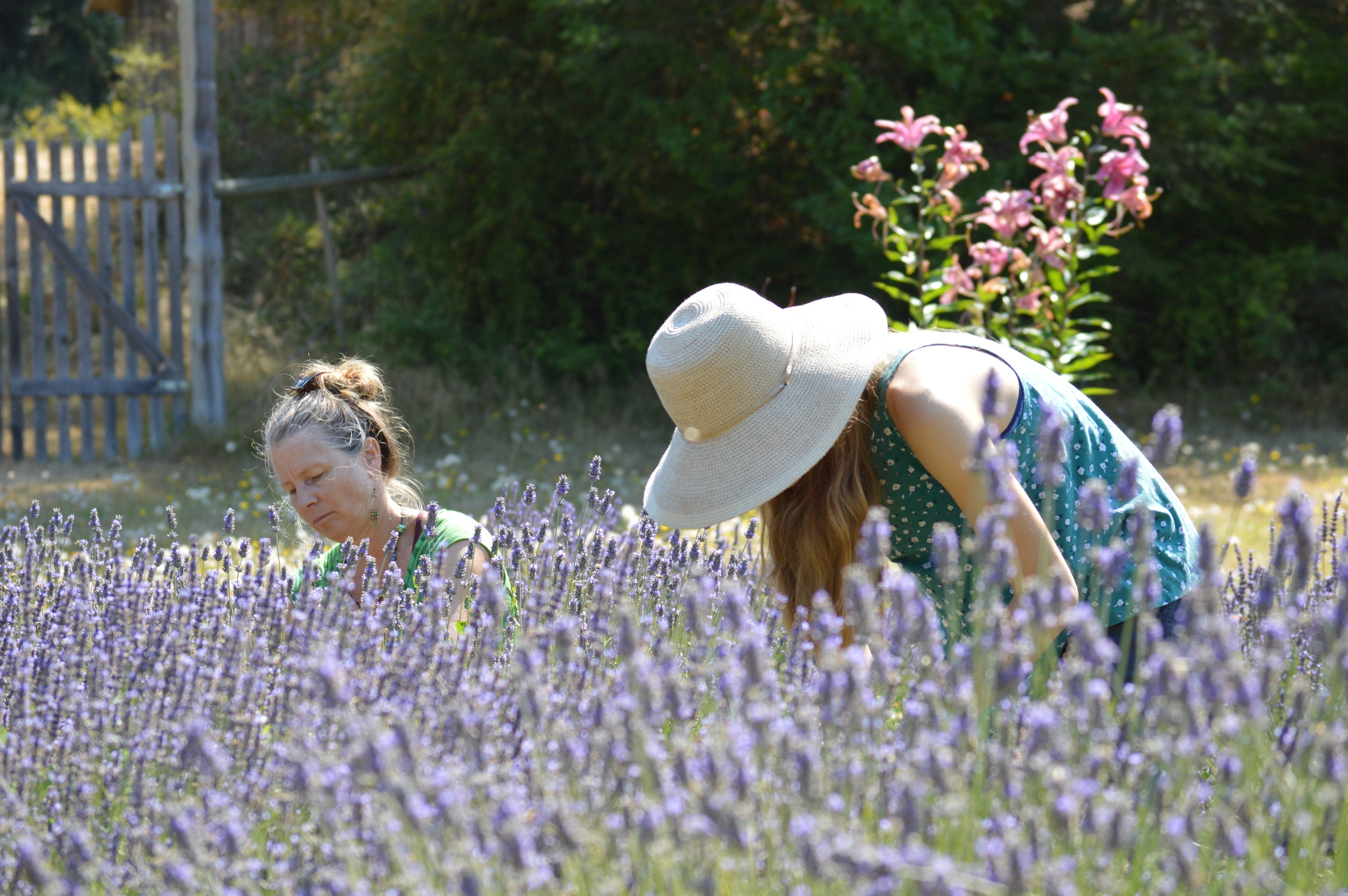 Two women picking lavender