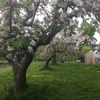 Trees in bloom on Island Thyme Farm