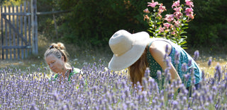 Two women harvesting lavender