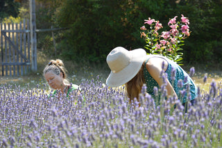 Two people harvesting lavender