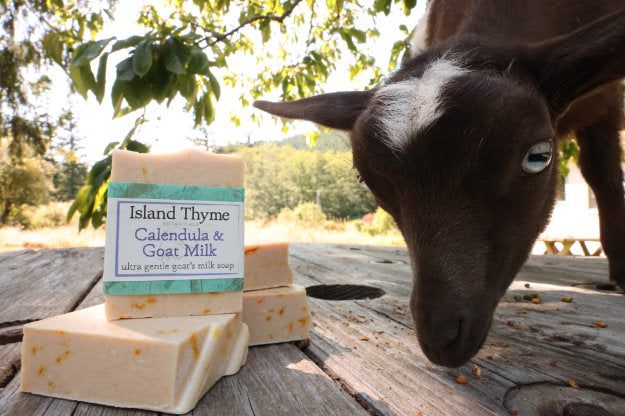 A goat stands next to a stack of bars of calendula & goat milk soap