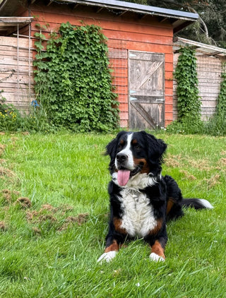 Dog and shed