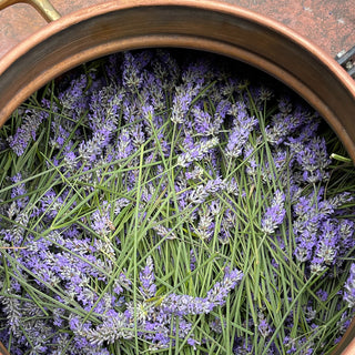 Bowl of lavender blossoms