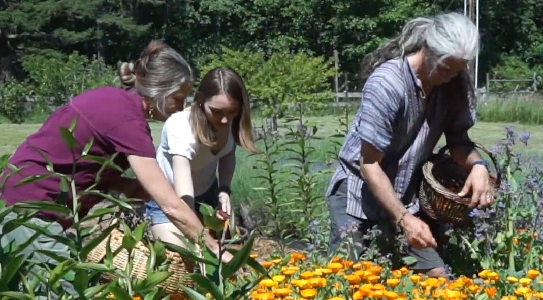 harvesting calendula flowers at Island Thyme farm