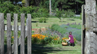 flower farm seen through a gate with a woman picking flowers